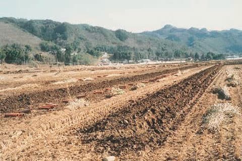 昭和56年頃　被覆材にシノを用いた現場（栃木県烏山町にて）